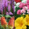 Menu Ultimate Sun Perennial Value Collection 1 Menu Ultimate Sun Perennial Value Collection -US Garden Plants Sales 2024 79172