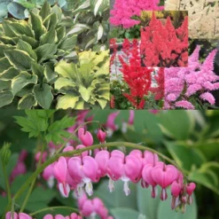 Menu Perennial Shade Value Collection