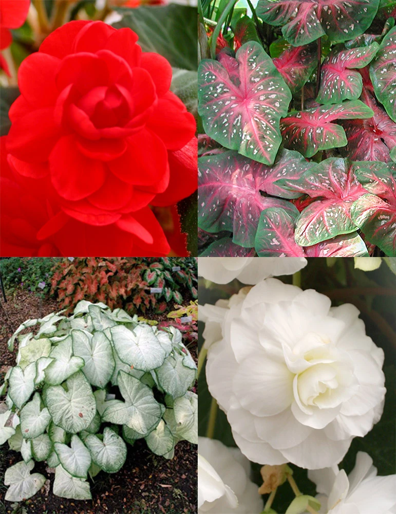 Menu Blazing Scarlet Shade Planter Collection 3 Menu Blazing Scarlet Shade Planter Collection