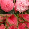 Menu Fancy Frills Pink Shade Patio Collection -US Garden Plants Sales 2024 79178 fancy frills pink shade patio collection