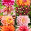 Menu Shimmering Sunset Dahlia Collection 1 Menu Shimmering Sunset Dahlia Collection -US Garden Plants Sales 2024 79201 shimmering sunset dahlia collection