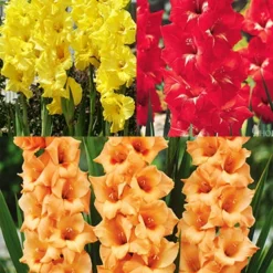 Menu Bright Colors Gladiolus Collection