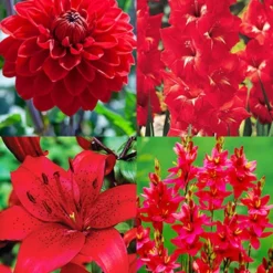 Menu Radical Red Summer Flower Collection