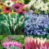 Menu Essential Perennial Garden Collection -US Garden Plants Sales 2024 792060 essential perennial garden collection