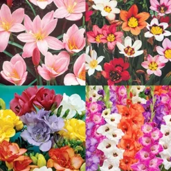 Menu Fairy Flower Collection