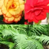 Menu Ferns & Begonias Collection -US Garden Plants Sales 2024 79212 ferns and begonias collection