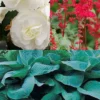 Menu Red, White And Blue Shade Garden 1 Menu Red, White And Blue Shade Garden -US Garden Plants Sales 2024 792130 red white and blue shade garden