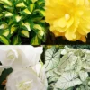 Menu Golden Glory Shade Garden Collection -US Garden Plants Sales 2024 79214 golden glory shade garden collection