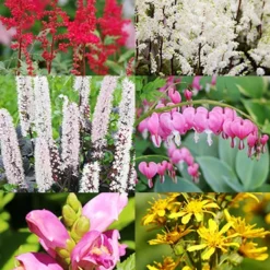 Menu Shady Blooms Spring Through Summer Collection