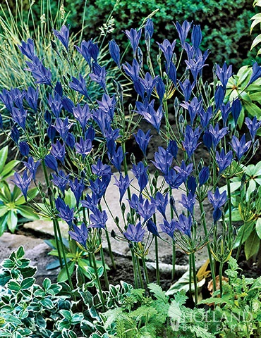 Menu 90 Summer Blooming Flowers Collection 5 Menu 90 Summer Blooming Flowers Collection - Image 3