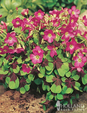 Menu 90 Summer Blooming Flowers Collection 7 Menu 90 Summer Blooming Flowers Collection - Image 5