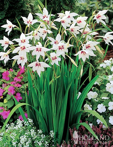 Menu 90 Summer Blooming Flowers Collection 6 Menu 90 Summer Blooming Flowers Collection - Image 4