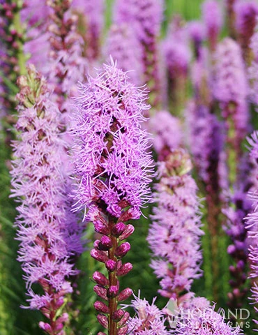 Menu 90 Summer Blooming Flowers Collection 8 Menu 90 Summer Blooming Flowers Collection - Image 6