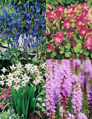 Menu 90 Summer Blooming Flowers Collection 4 Menu 90 Summer Blooming Flowers Collection - Image 2