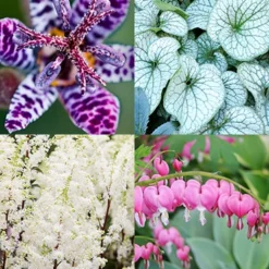 Menu Deer Resistant Shade Garden Collection