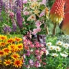 Menu Perennial Flower Bonanza Collection -US Garden Plants Sales 2024 79225 perennial flower bonanza collection