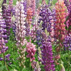 Menu Perennial Flower Bonanza Collection 14 Menu Perennial Flower Bonanza Collection -US Garden Plants Sales 2024 79225 perennial flower bonanza collection 2