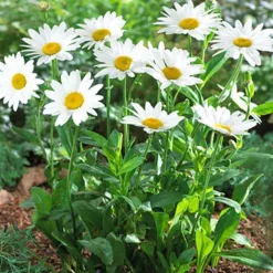 Menu Perennial Flower Bonanza Collection 13 Menu Perennial Flower Bonanza Collection -US Garden Plants Sales 2024 79225 perennial flower bonanza collection 3