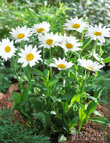 Menu Perennial Flower Bonanza Collection 7 Menu Perennial Flower Bonanza Collection - Image 5