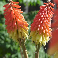 Menu Perennial Flower Bonanza Collection 12 Menu Perennial Flower Bonanza Collection -US Garden Plants Sales 2024 79225 perennial flower bonanza collection 4