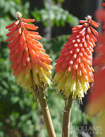 Menu Perennial Flower Bonanza Collection 6 Menu Perennial Flower Bonanza Collection - Image 4