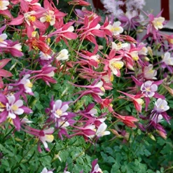 Menu Perennial Flower Bonanza Collection 11 Menu Perennial Flower Bonanza Collection -US Garden Plants Sales 2024 79225 perennial flower bonanza collection 5