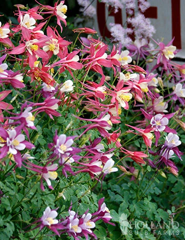 Menu Perennial Flower Bonanza Collection 5 Menu Perennial Flower Bonanza Collection - Image 3