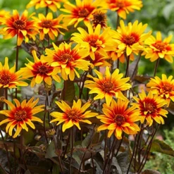 Menu Perennial Flower Bonanza Collection 10 Menu Perennial Flower Bonanza Collection -US Garden Plants Sales 2024 79225 perennial flower bonanza collection 6