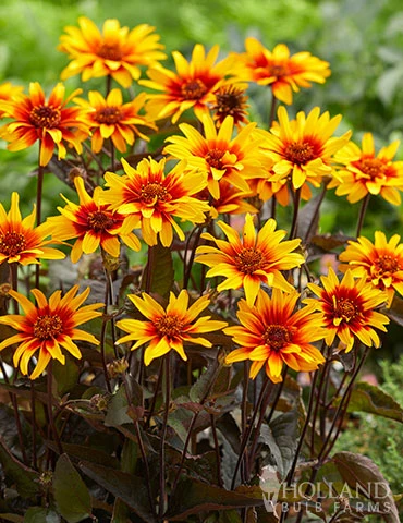 Menu Perennial Flower Bonanza Collection 4 Menu Perennial Flower Bonanza Collection - Image 2