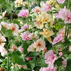 Menu Perennial Flower Bonanza Collection 15 Menu Perennial Flower Bonanza Collection -US Garden Plants Sales 2024 79225 perennial flower bonanza collection 7