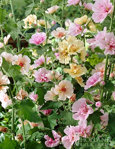 Menu Perennial Flower Bonanza Collection 9 Menu Perennial Flower Bonanza Collection - Image 7