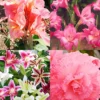 Menu Charming Pink Summer Flowers Collection -US Garden Plants Sales 2024 79226 charming pink summer flowers collection