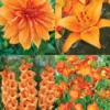 Menu Holland Orange Pride Garden -US Garden Plants Sales 2024 79227 holland orange pride collection