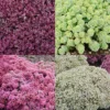 Menu Medley Of Sedum Collection -US Garden Plants Sales 2024 79229 medley of sedum collection