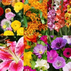 Menu Splash Of Summer Sun Garden Kit