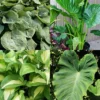 Menu Fancy Foliage Collection 2 Menu Fancy Foliage Collection -US Garden Plants Sales 2024 79232 fancy foliage collection