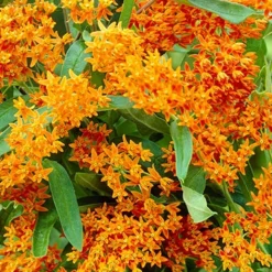 Menu Butterfly Bonanza Collection -US Garden Plants Sales 2024 79234 butterfly collection 2