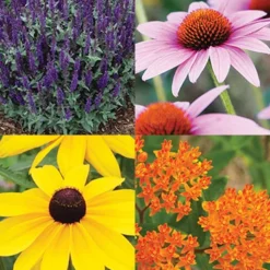 Menu Butterfly Bonanza Collection