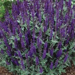 Menu Butterfly Bonanza Collection -US Garden Plants Sales 2024 79234 butterfly collection 3