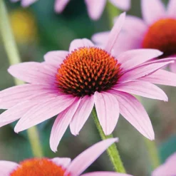 Menu Butterfly Bonanza Collection -US Garden Plants Sales 2024 79234 butterfly collection 4