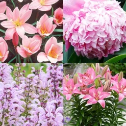 Menu Pinky Winkey Summer Collection