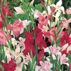 Menu Mega Mystery Mixed Summer Box 19 Menu Mega Mystery Mixed Summer Box -US Garden Plants Sales 2024 79242 all summer blooming kit 11