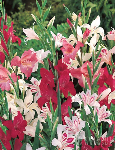 Menu Mega Mystery Mixed Summer Box 11 Menu Mega Mystery Mixed Summer Box - Image 9