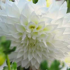 Menu Mega Mystery Mixed Summer Box 13 Menu Mega Mystery Mixed Summer Box -US Garden Plants Sales 2024 79242 all summer blooming kit 5