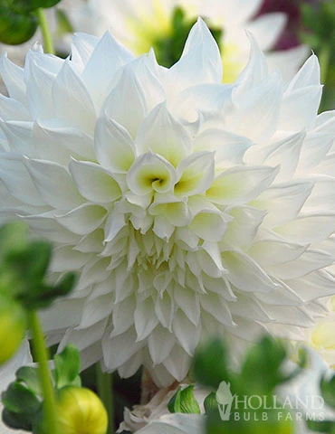 Menu Mega Mystery Mixed Summer Box 5 Menu Mega Mystery Mixed Summer Box - Image 3