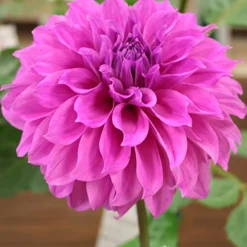 Menu Mega Mystery Mixed Summer Box 12 Menu Mega Mystery Mixed Summer Box -US Garden Plants Sales 2024 79243 mystery box 13