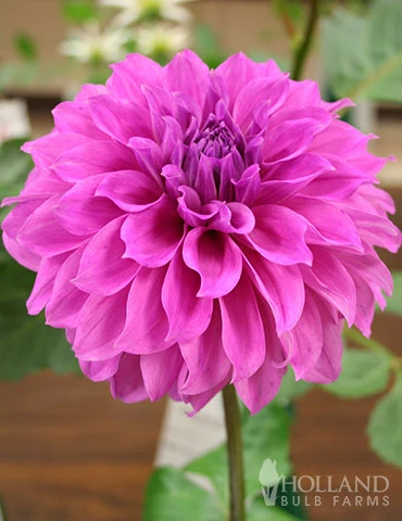 Menu Mega Mystery Mixed Summer Box 4 Menu Mega Mystery Mixed Summer Box - Image 2