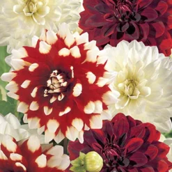 Menu Mega Mystery Mixed Summer Box 14 Menu Mega Mystery Mixed Summer Box -US Garden Plants Sales 2024 79243 mystery box 19