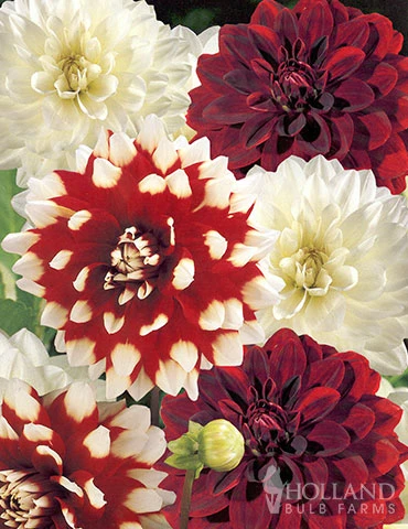 Menu Mega Mystery Mixed Summer Box 6 Menu Mega Mystery Mixed Summer Box - Image 4