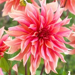 Menu Mega Mystery Mixed Summer Box 18 Menu Mega Mystery Mixed Summer Box -US Garden Plants Sales 2024 79243 mystery box 2